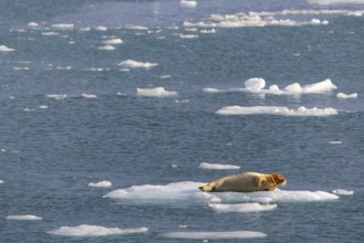 Bearded seal (Erignathus barbatus) on an ice floe, Lillienhöökbreen, Spitsbergen