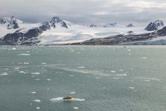 Bearded seal (Erignathus barbatus) on ice floe in front of glacier between mountains,