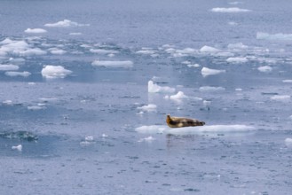 Bearded seal (Erignathus barbatus) on an ice floe, Lillienhöökbreen, Spitsbergen, Svalbard