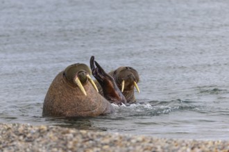 Two walruses (Rosmarus arcticus) in the water, Mammals (Mammalia), Eolusneset, Spitsbergen,