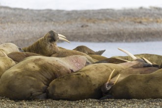 Group of walruses (Rosmarus arcticus) on the beach, Mammals (Mammalia), Eolusneset, Spitsbergen,