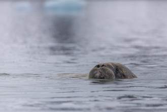 Walrus (Rosmarus arcticus) swimming in the water, Mammals (Mammalia), Gravnesodden, Spitsbergen,