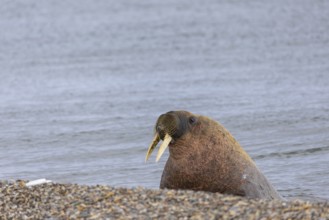 Walrus (Rosmarus arcticus) in water, Mammals (Mammalia), Eolusneset, Spitsbergen, Svalbard