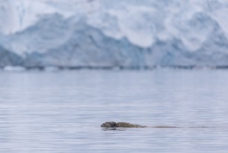 Walrus (Rosmarus arcticus) swimming in the water in front of a glacier tongue, Mammals (Mammalia),