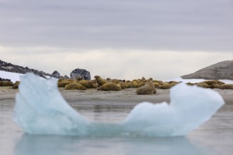 Group of walruses (Rosmarus arcticus) lying on the beach, drift ice, Mammals (Mammalia),