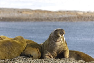 Group of walruses (Rosmarus arcticus) on the beach, snow, Mammals (Mammalia), Eolusneset,