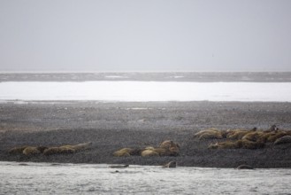 Group of walrus (Rosmarus arcticus) in the snow on the beach, Mammals (Mammalia), Moffen Island,