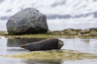 Harbour seal (Phoca vitulina) lying on a stone in the water, Mammals (Mammalia), Gravnesodden,