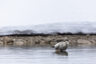 Harbour seal (Phoca vitulina) lying on a stone in the water, Mammals (Mammalia), Smeerenburgbreen,
