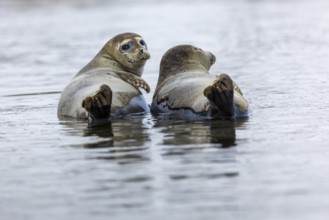 Two harbour seals (Phoca vitulina) lying on stones in the water, Mammals (Mammalia),