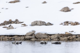 Group of harbour seals (Phoca vitulina) lying on stones in the water, Mammals (Mammalia),