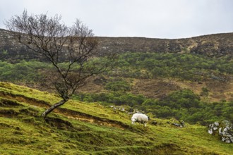 Farms over Loch Slapin, Isle of Skye, Scotland, UK