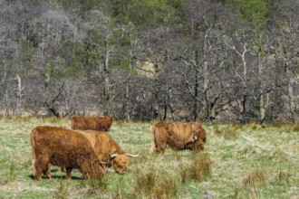 Highland Cattle, Scottish breed of rustic cattle, Highland, Scotland, UK
