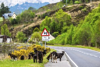 Goats over Invershiel, Loch Duich, Scotland, UK