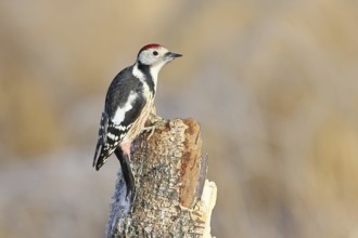 Middle spotted woodpecker (Dendrocopos medius) foraging on the trunk of a grey birch (Betula