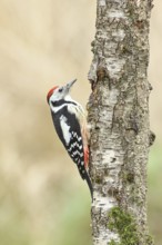 Middle spotted woodpecker (Dendrocopos medius) foraging on the trunk of a grey birch (Betula
