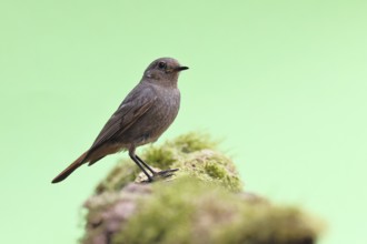Black redstart (Phoenicurus ochruros), on a moss-covered tree stump in a garden, Wilnsdorf, North