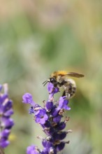 Field bumblebee (Bombus pascuorum), on a lavender flower (Lavandula angustifolia), macro