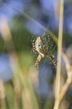 Aculepeira ceropegia, (Araneus ceropegia), macro photograph, spider, arachnid, Wilnsdorf, North