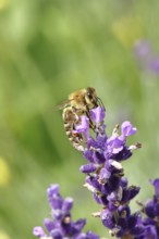 Honey bee (Apis mellifera) on a lavender flower (Lavandula angustifolia), macro photograph,
