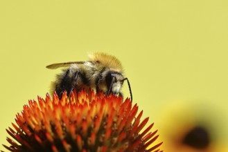 Field bumblebee (Bombus pascuorum), collecting nectar on a purple coneflower (Echinacea purpurea),