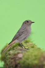 Black redstart (Phoenicurus ochruros), on a moss-covered tree stump in a garden, Wilnsdorf, North