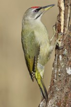 Grey-headed woodpecker (Picus canus), male sitting on a tree stump overgrown with moss and lichen,