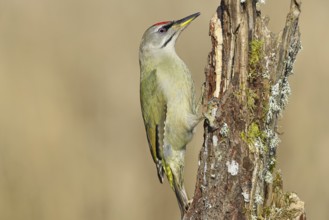 Grey-headed woodpecker (Picus canus), male sitting on a tree stump overgrown with moss and lichen,