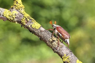 May beetle, wood cockchafer (Melolontha hippocastani), male, on a branch overgrown with lichen,