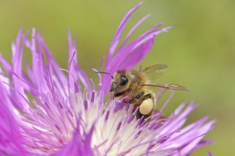 European honeybee (Apis mellifera), with pollen pollen, collecting nectar from a flower of the