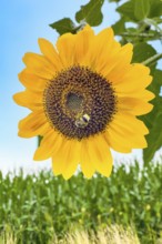 Bumblebee (Bombus) sits in flower of sunflower (Helianthus annuus) collects pollen and nectar has