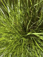 Close-up of green ornamental grass in flower pot, international