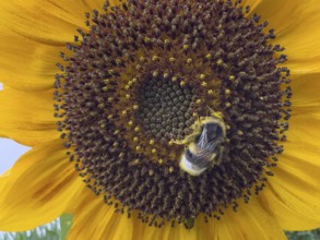 Bumblebee (Bombus) sits in flower of sunflower (Helianthus annuus) collects pollen and nectar has