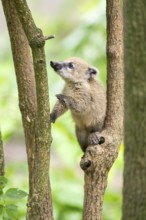 South American coati (Nasua nasua) youngster klimbing a little tree, captive, Zoo Augsburg