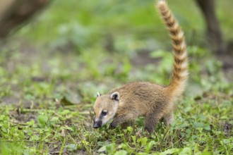 South American coati (Nasua nasua) youngster walking on the ground, captive, Zoo Augsburg