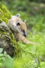 South American coati (Nasua nasua) youngster on a mossy rock, captive, Zoo Augsburg