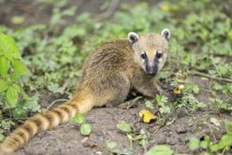 South American coati (Nasua nasua) youngster standing on the ground, captive, Zoo Augsburg