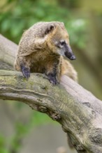 South American coati (Nasua nasua) on an old tree trunk, captive, Zoo Augsburg