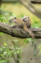 South American coati (Nasua nasua) youngsters on an old tree trunk, captive, Zoo Augsburg