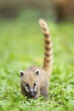 South American coati (Nasua nasua) youngster walking on the ground, captive, Zoo Augsburg