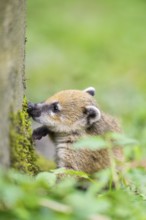 South American coati (Nasua nasua) youngster on the ground, captive, Zoo Augsburg