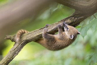 South American coati (Nasua nasua) youngster klimbing in a tree, captive, Zoo Augsburg