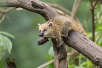 South American coati (Nasua nasua) youngster klimbing a little tree, captive, Zoo Augsburg