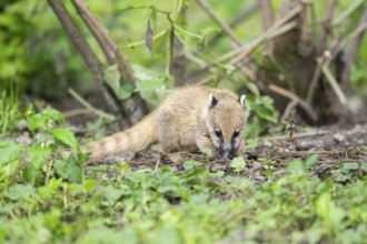 South American coati (Nasua nasua) youngster standing on the ground, captive, Zoo Augsburg