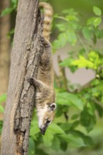 South American coati (Nasua nasua) youngster klimbing a little tree, captive, Zoo Augsburg