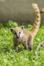 South American coati (Nasua nasua) youngster standing on the ground, captive, Zoo Augsburg