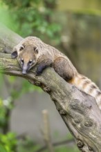 South American coati (Nasua nasua) on an old tree trunk, captive, Zoo Augsburg