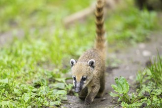 South American coati (Nasua nasua) youngster walking on the ground, captive, Zoo Augsburg