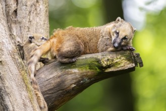 South American coati (Nasua nasua) mother with its youngster on an old tree trunk, captive, Zoo