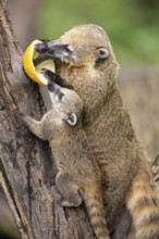 South American coati (Nasua nasua) mother with its youngster on an old tree trunk, captive, Zoo